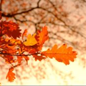 Backlit oak leaves in fall colors, glowing orange and gold against a bright, hazy sky.