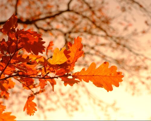 Fall Deep-Clean Checklist: Prepping Your Home for Cooler Weather