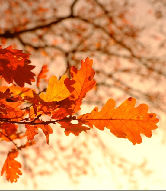 Fall Deep-Clean Checklist: Prepping Your Home for Cooler Weather