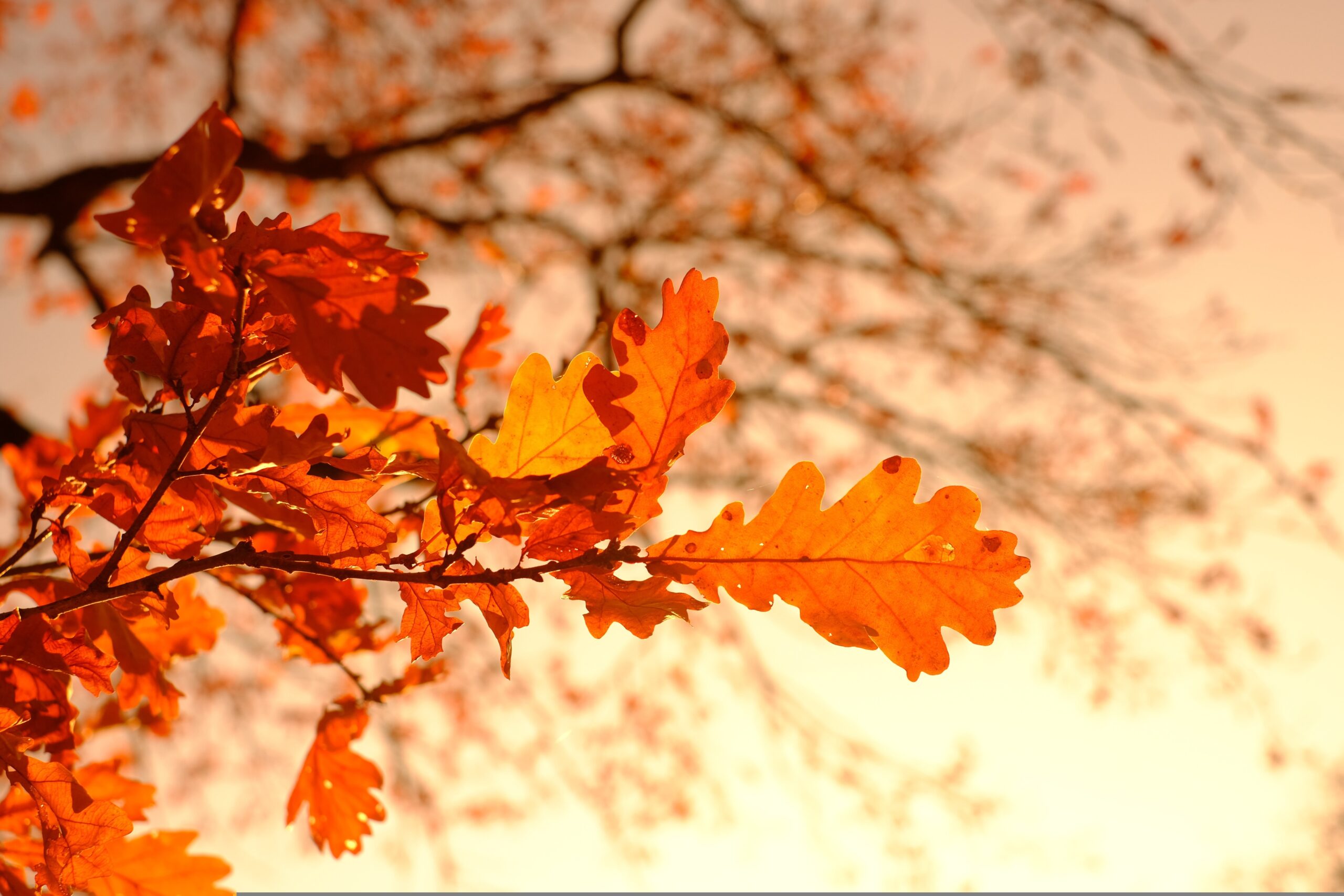 Backlit oak leaves in fall colors, glowing orange and gold against a bright, hazy sky.